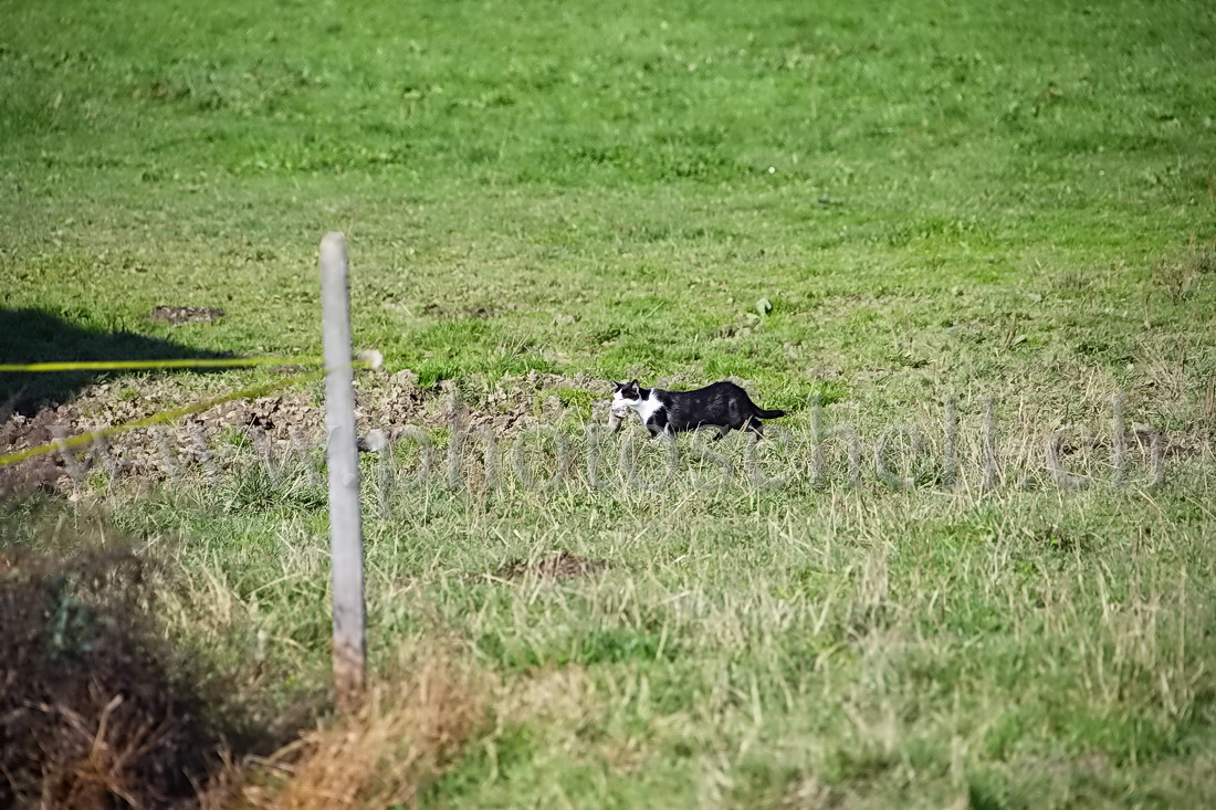 La chatte ramène le repas aux chatons