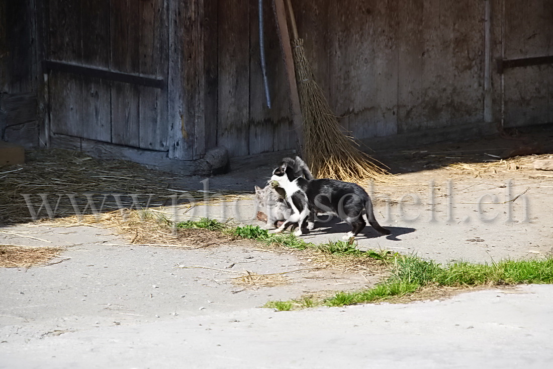 La chatte ramène le repas aux chatons qui se précipitent