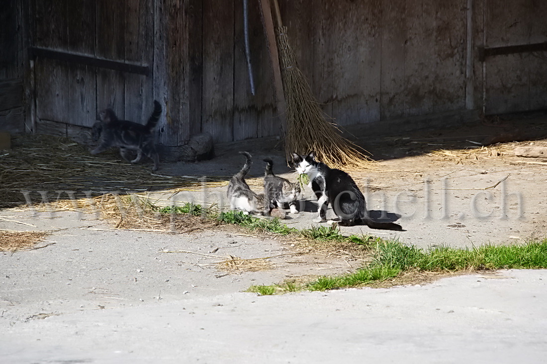 Un petit s'en va avec son repas, ne laissait que de l'herbe à  sa mère