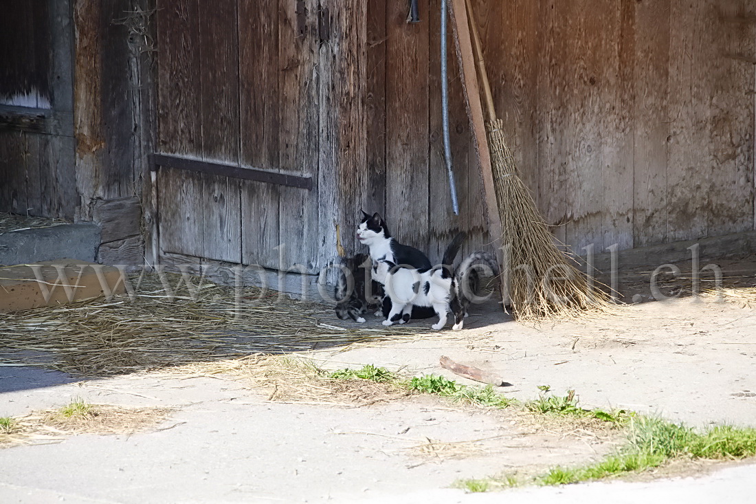 Les remerciements chat leureux des chatons à leur mère