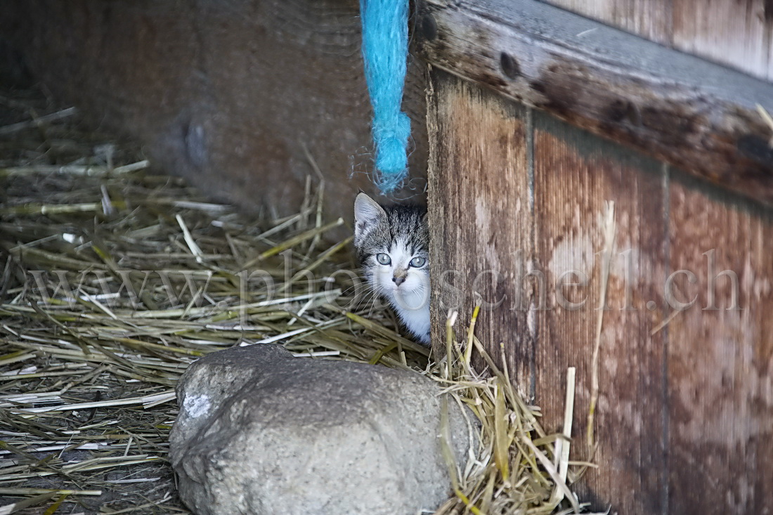 Suis-je vraiment le plus craquant des chatons sauvages ?