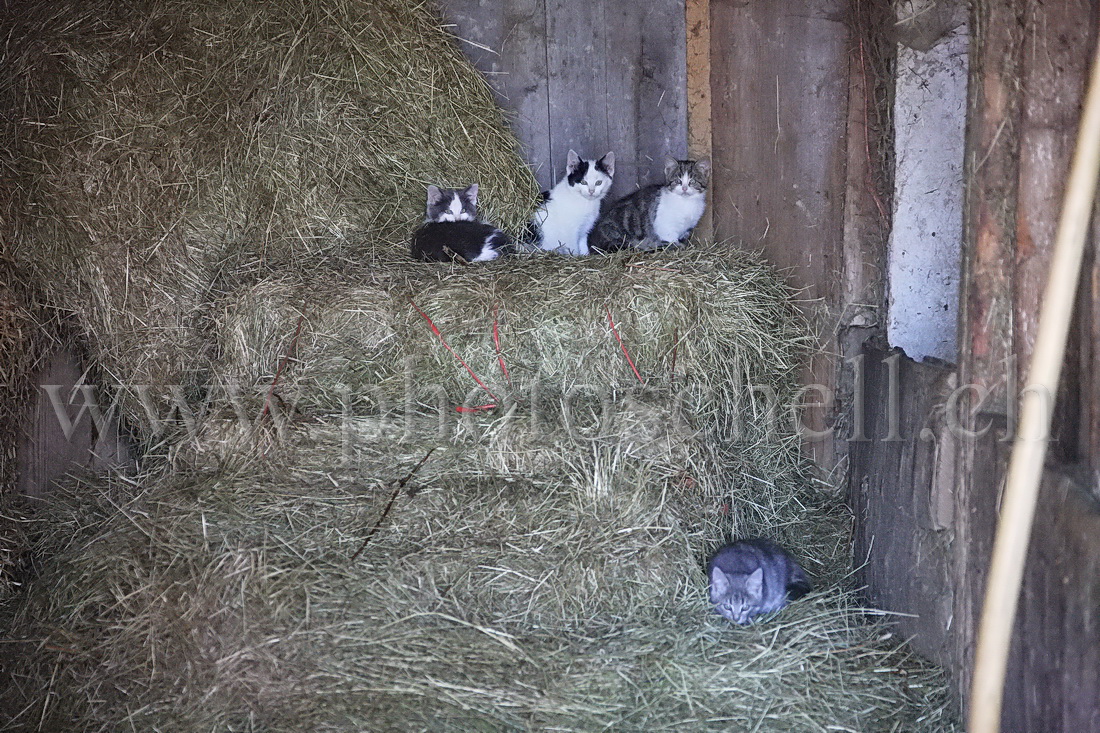 Chatons sur leur botte de paille