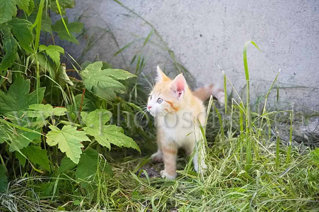 Chaton curieux