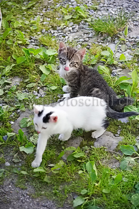 Chatons tirants la langue