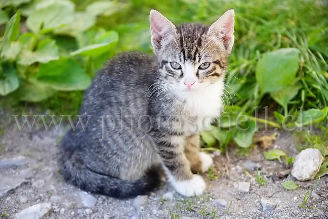 Chaton posant