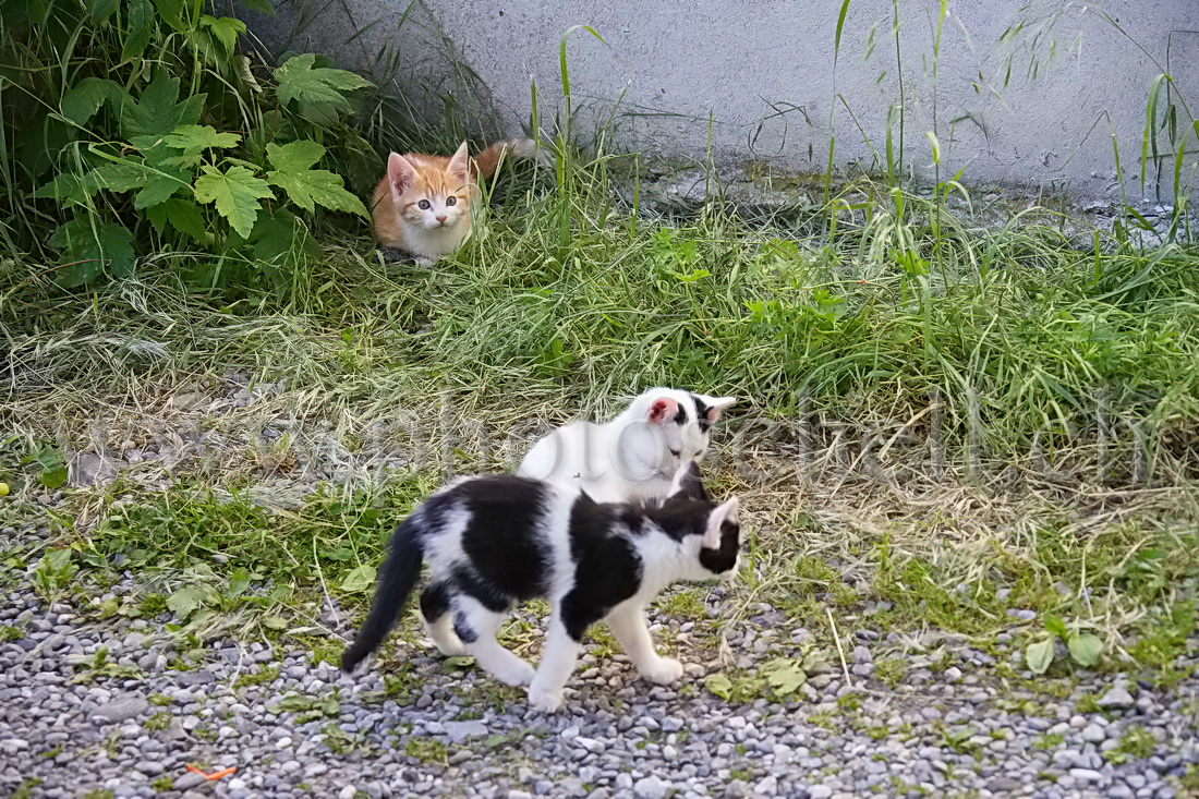 Je guette mes frères