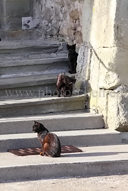 Chats au soleil