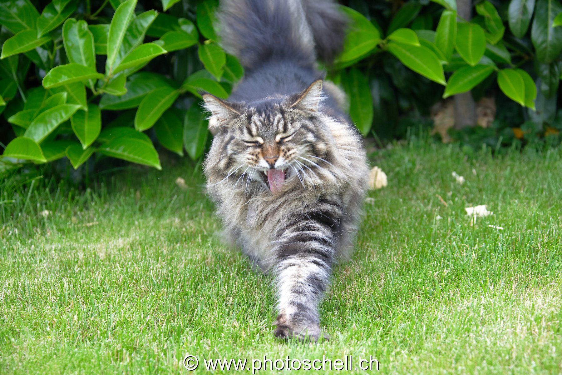 Le baillement du chat