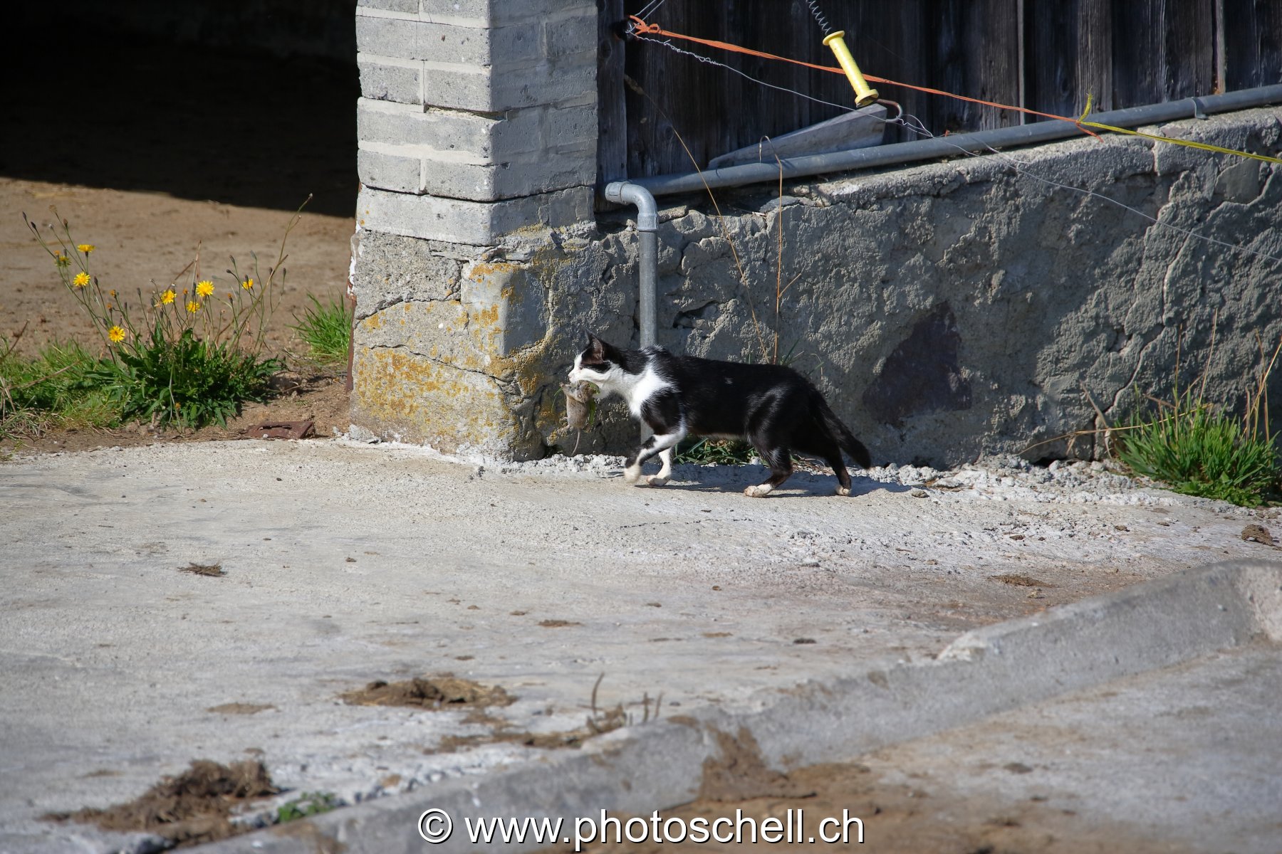 Photo 20