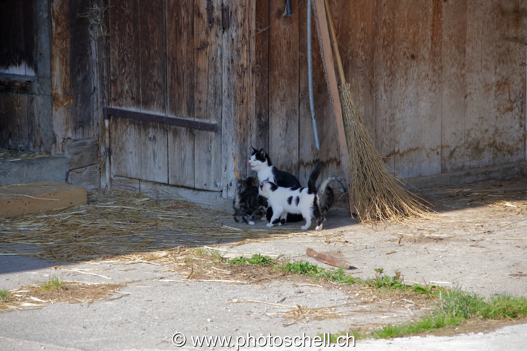Les remerciements chat leureux des chatons à leur mère
