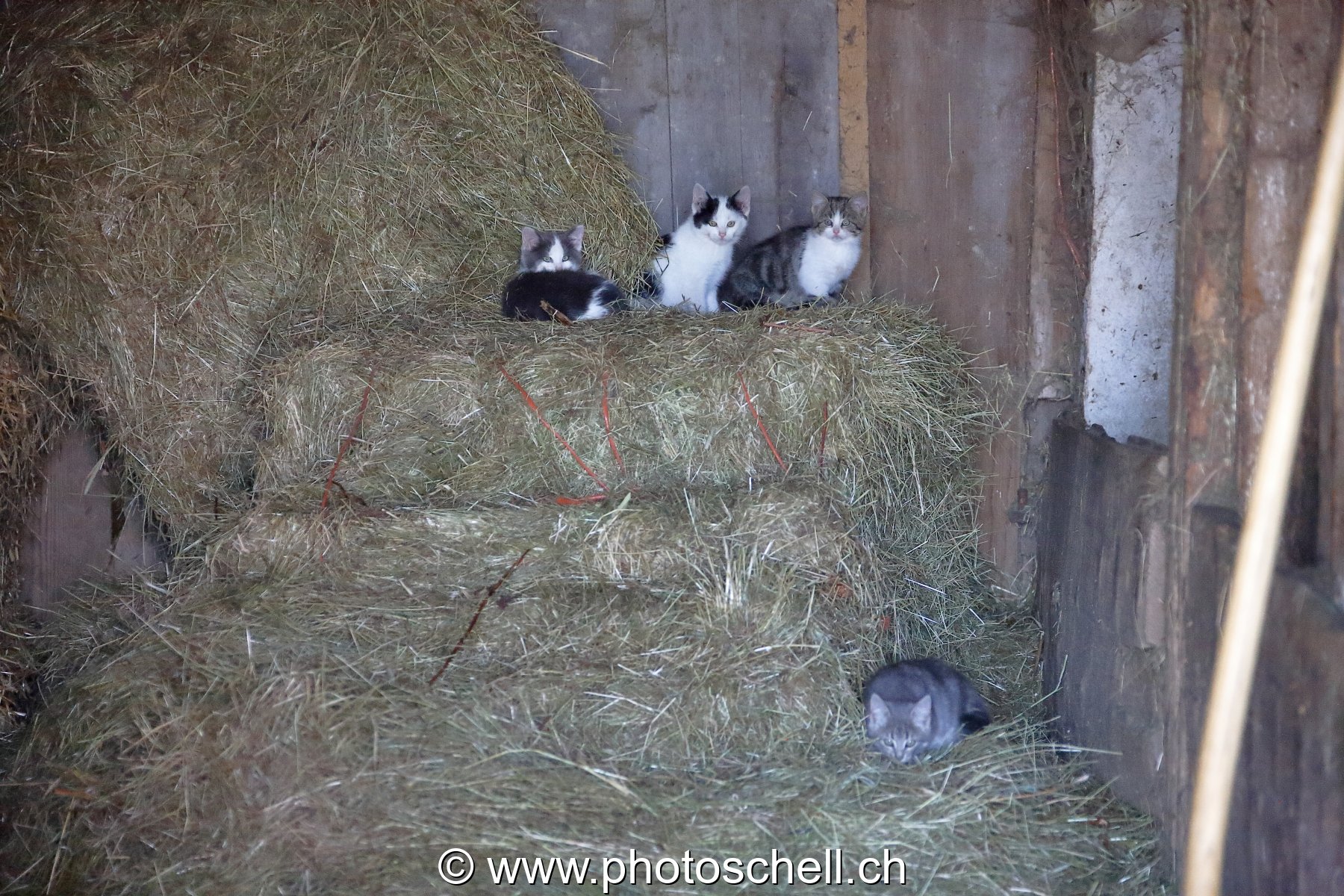 Photo 25