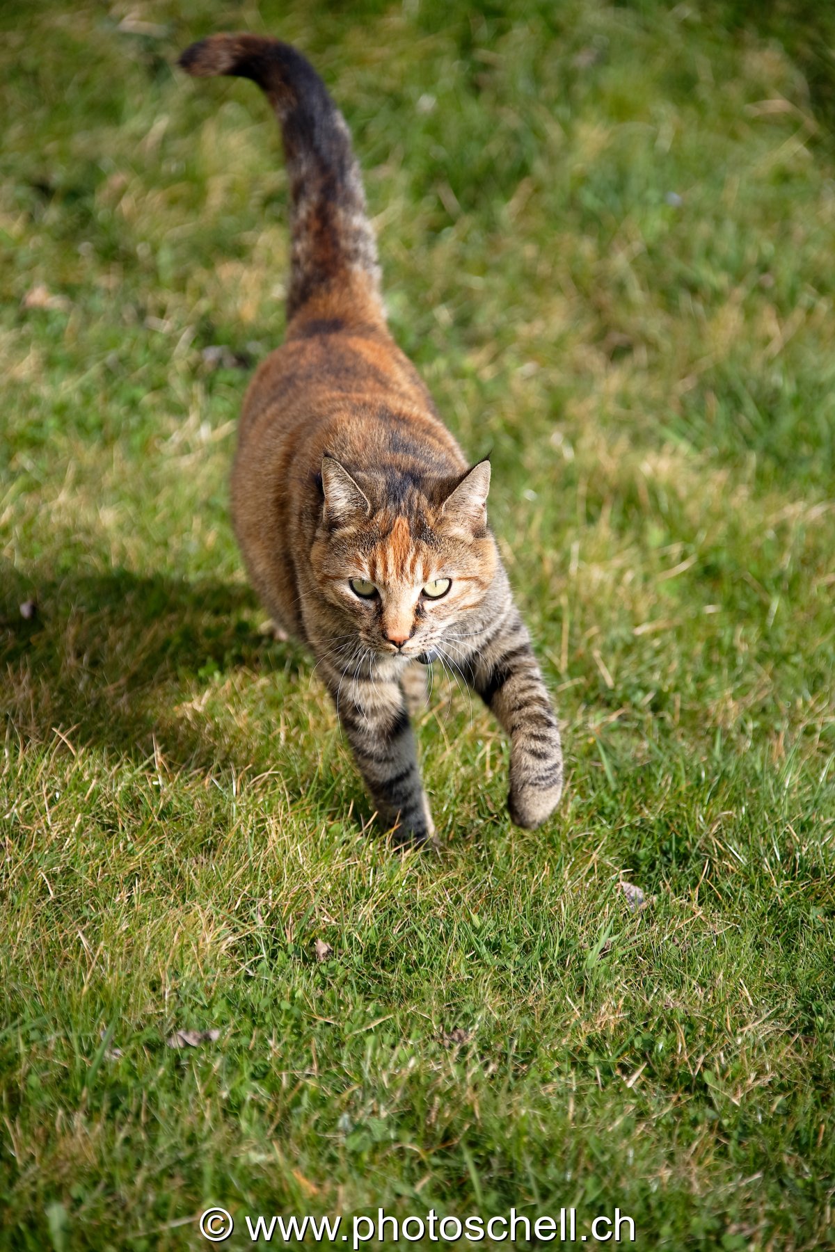 Tiki en promenade
