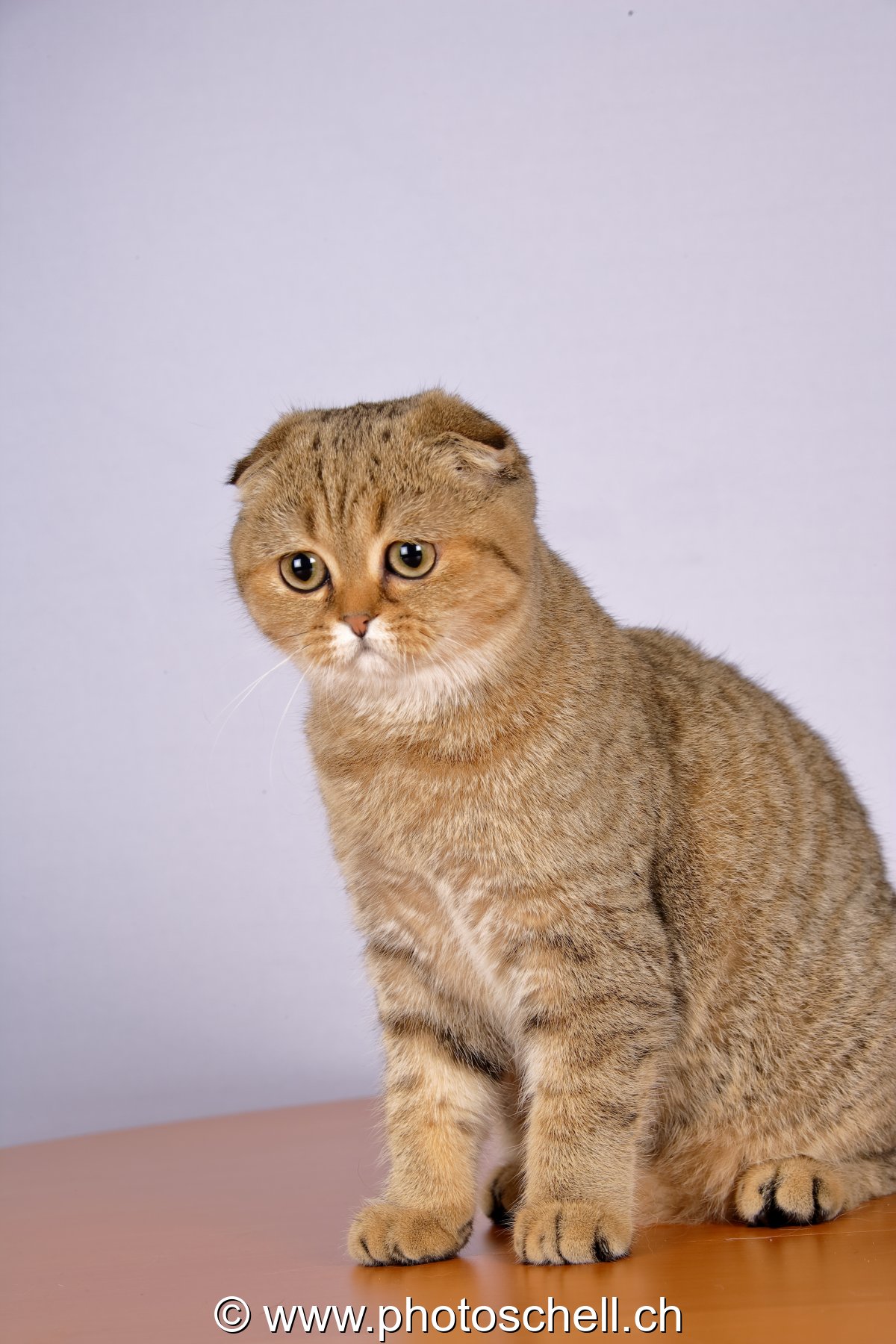 Photo 41