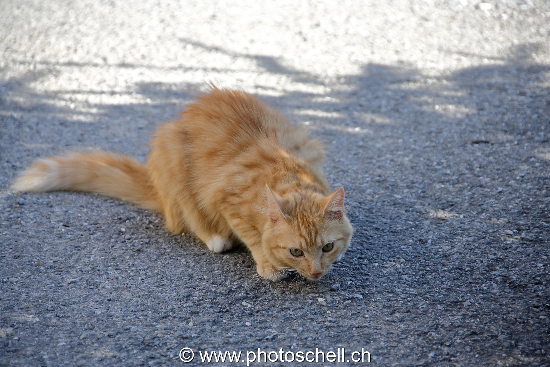 Photo 48