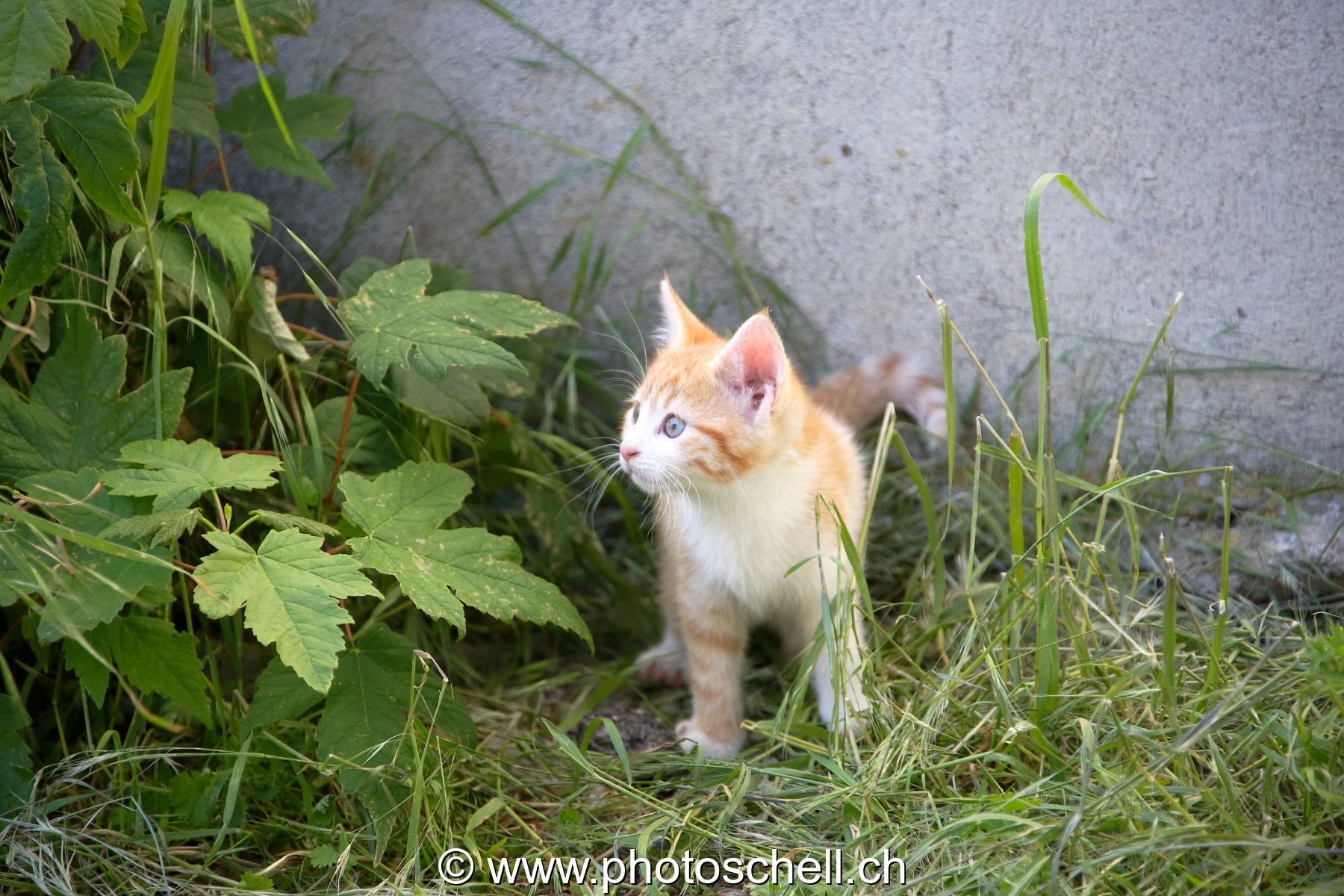 Photo 49