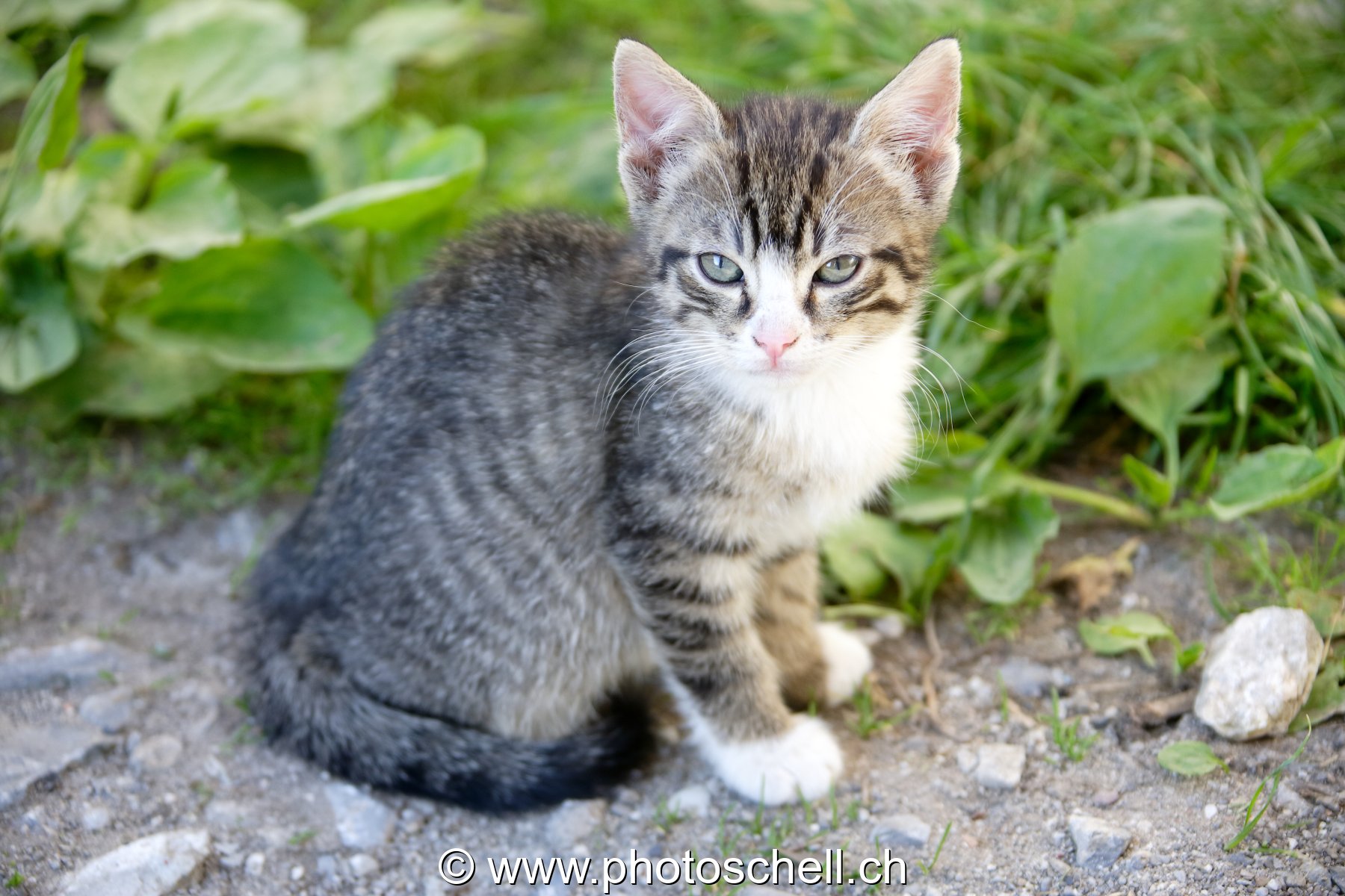 Photo 51