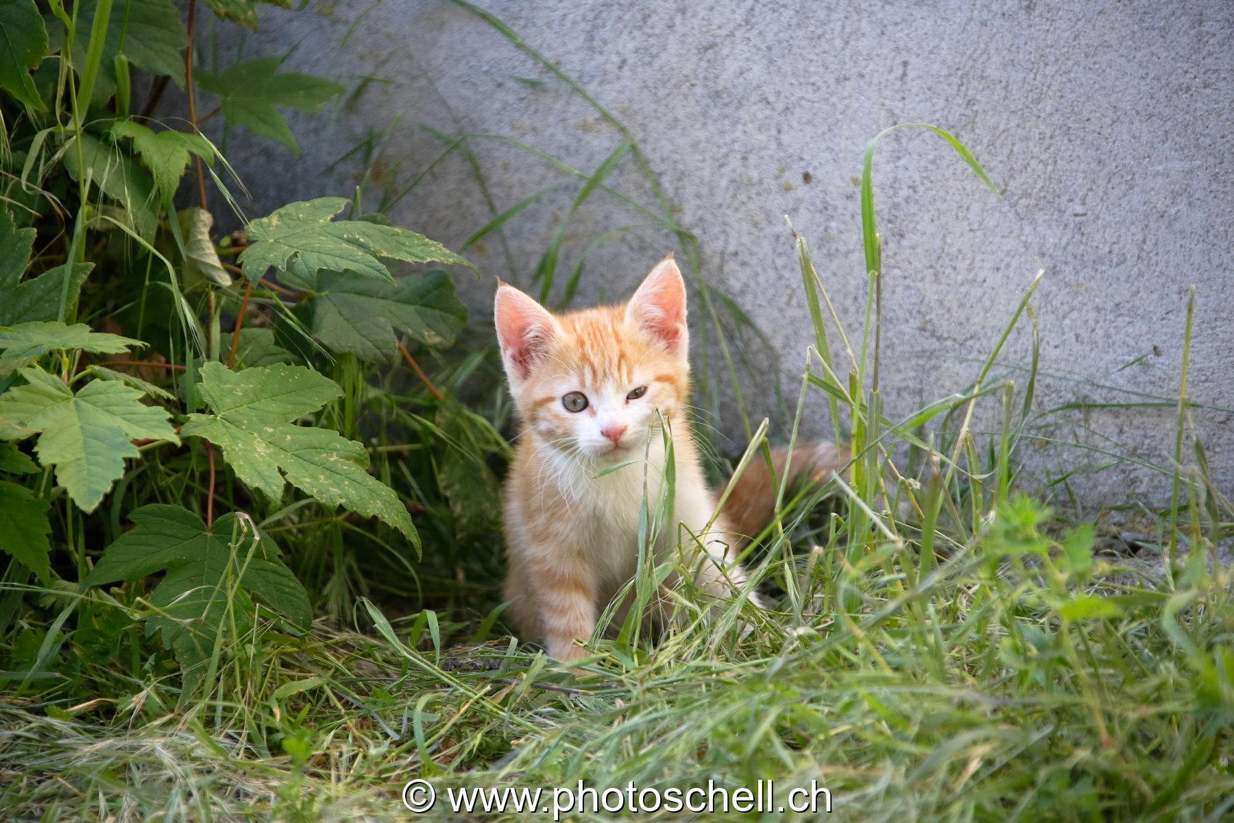 Photo 52