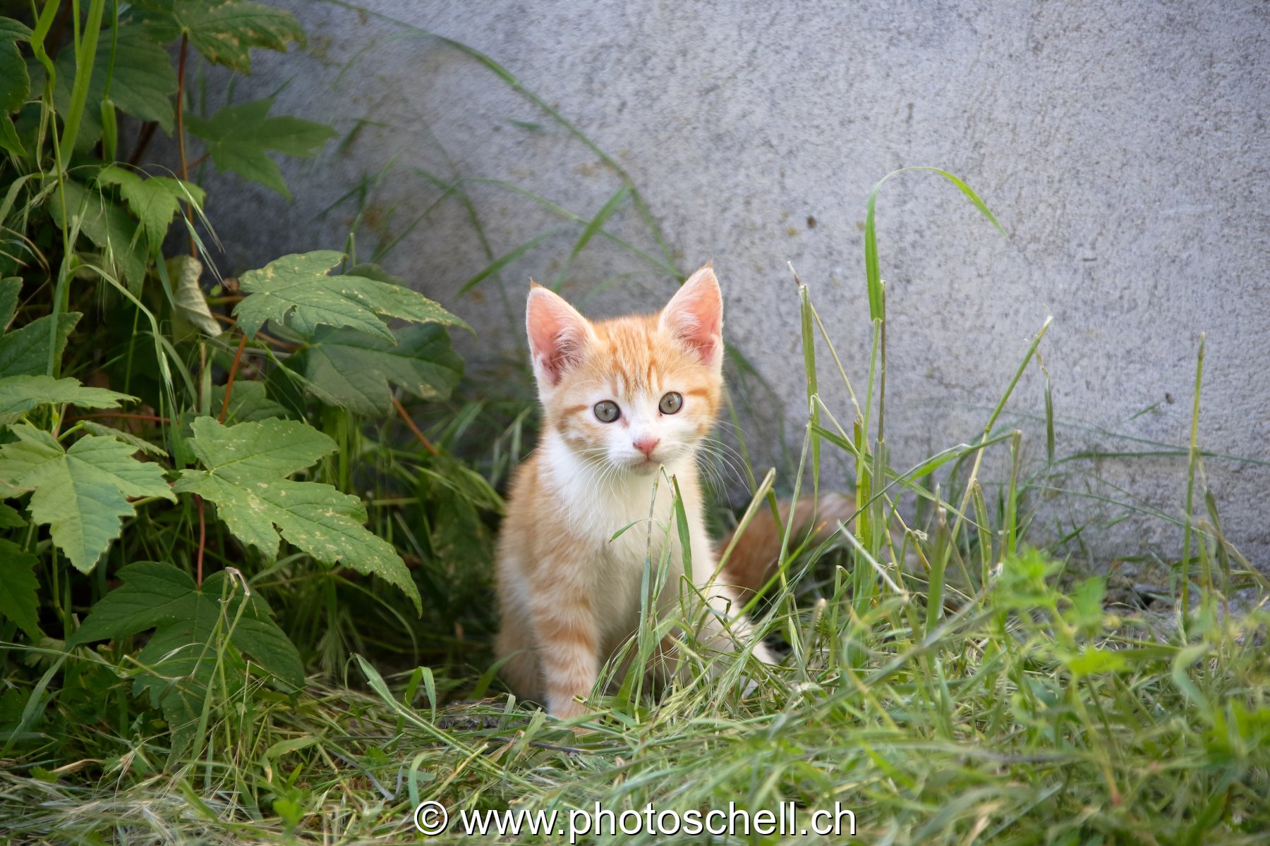 Photo 53