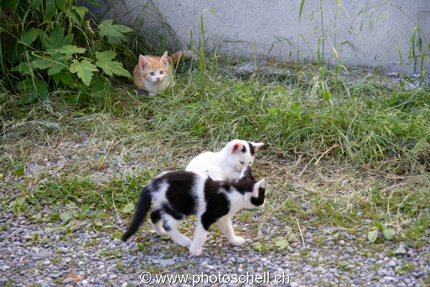 Photo 54