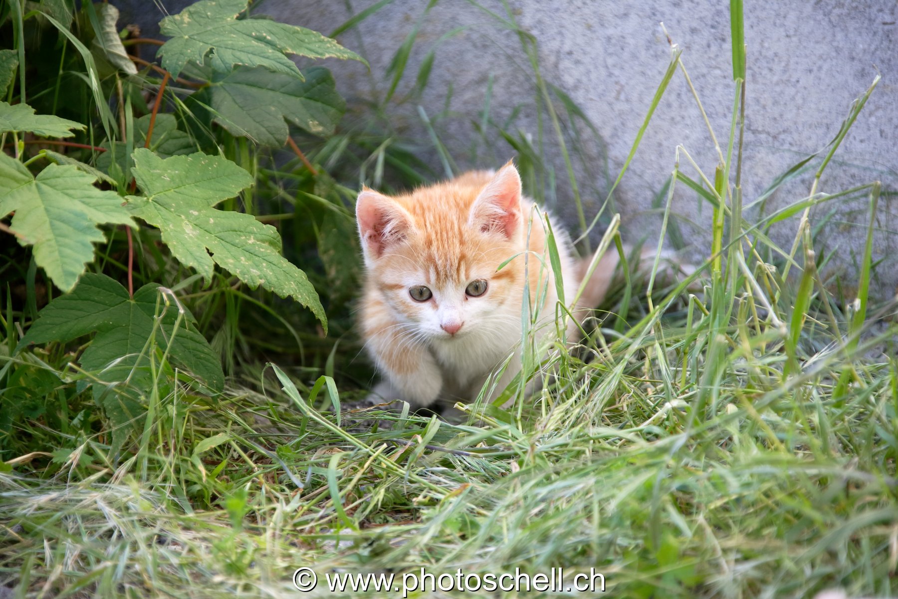 Photo 55