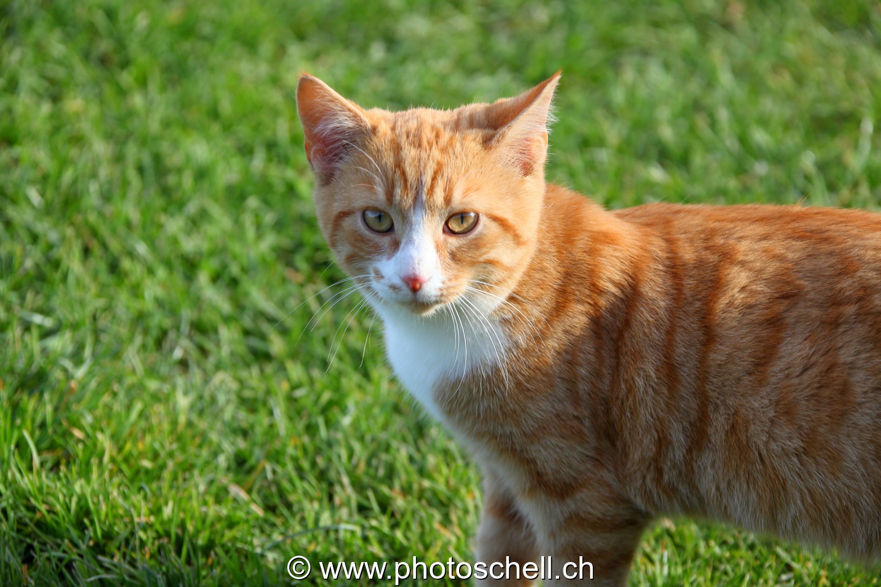 Qui me regarde ?