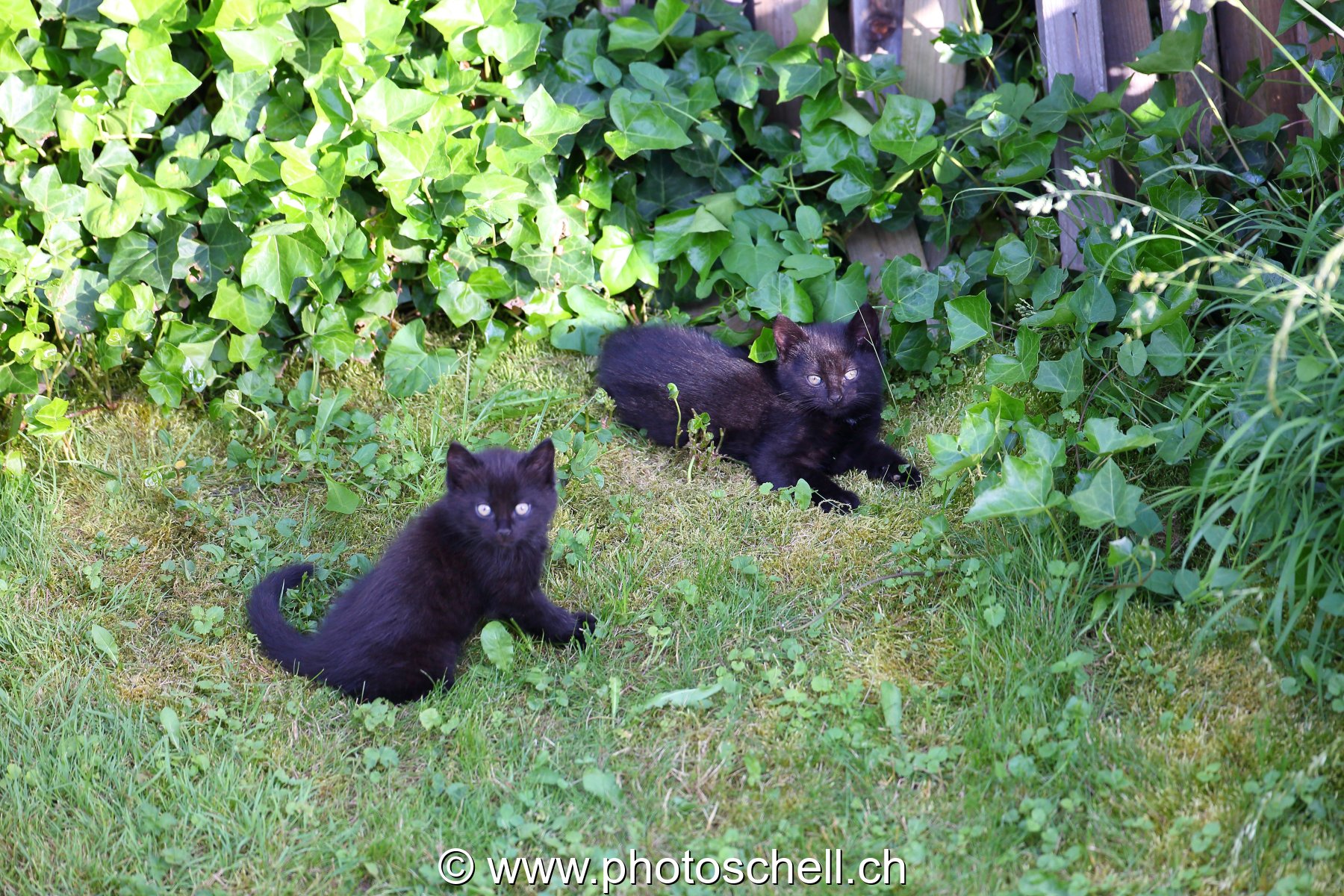Chatons dans l'herbe