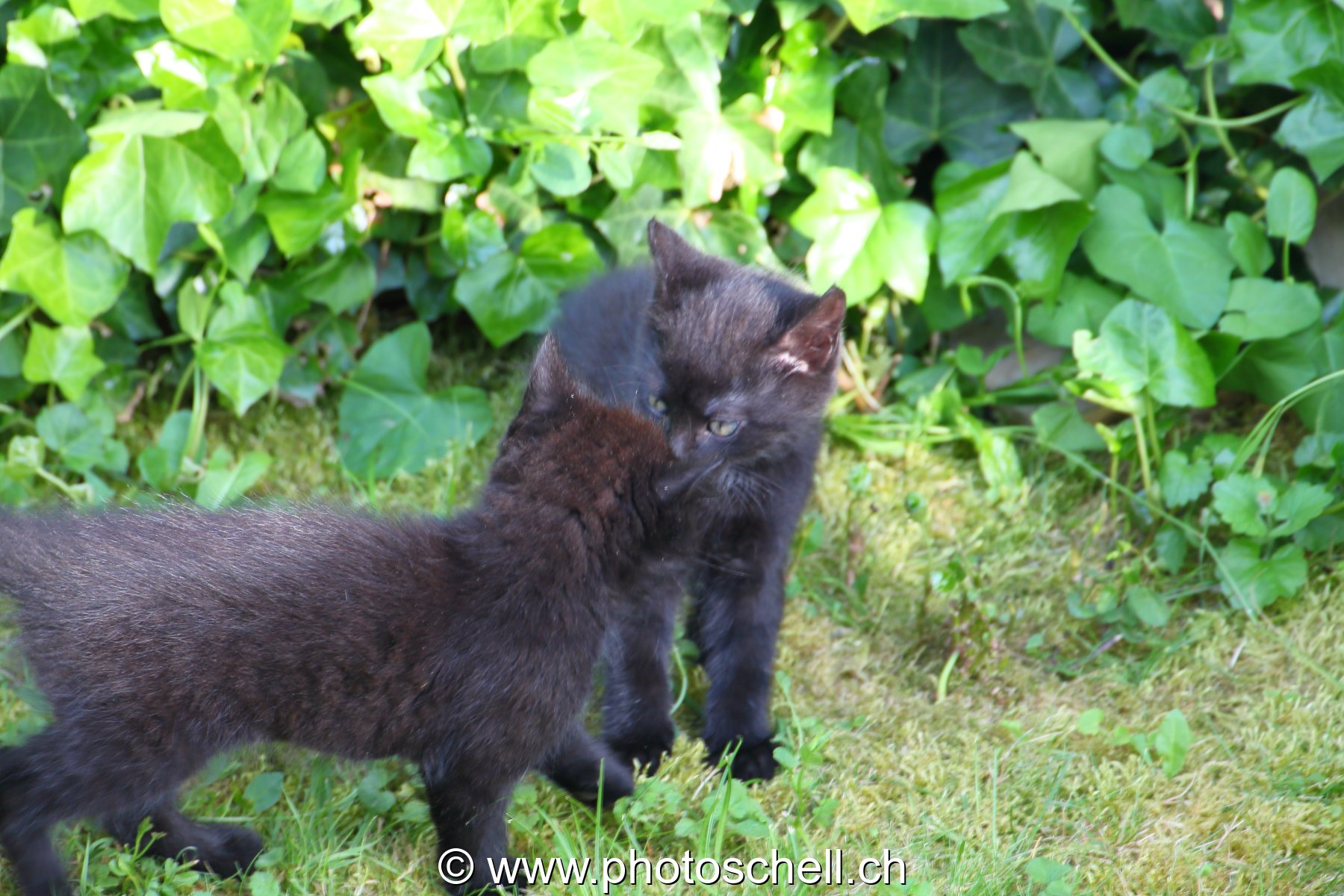 Chatons en train de jouer
