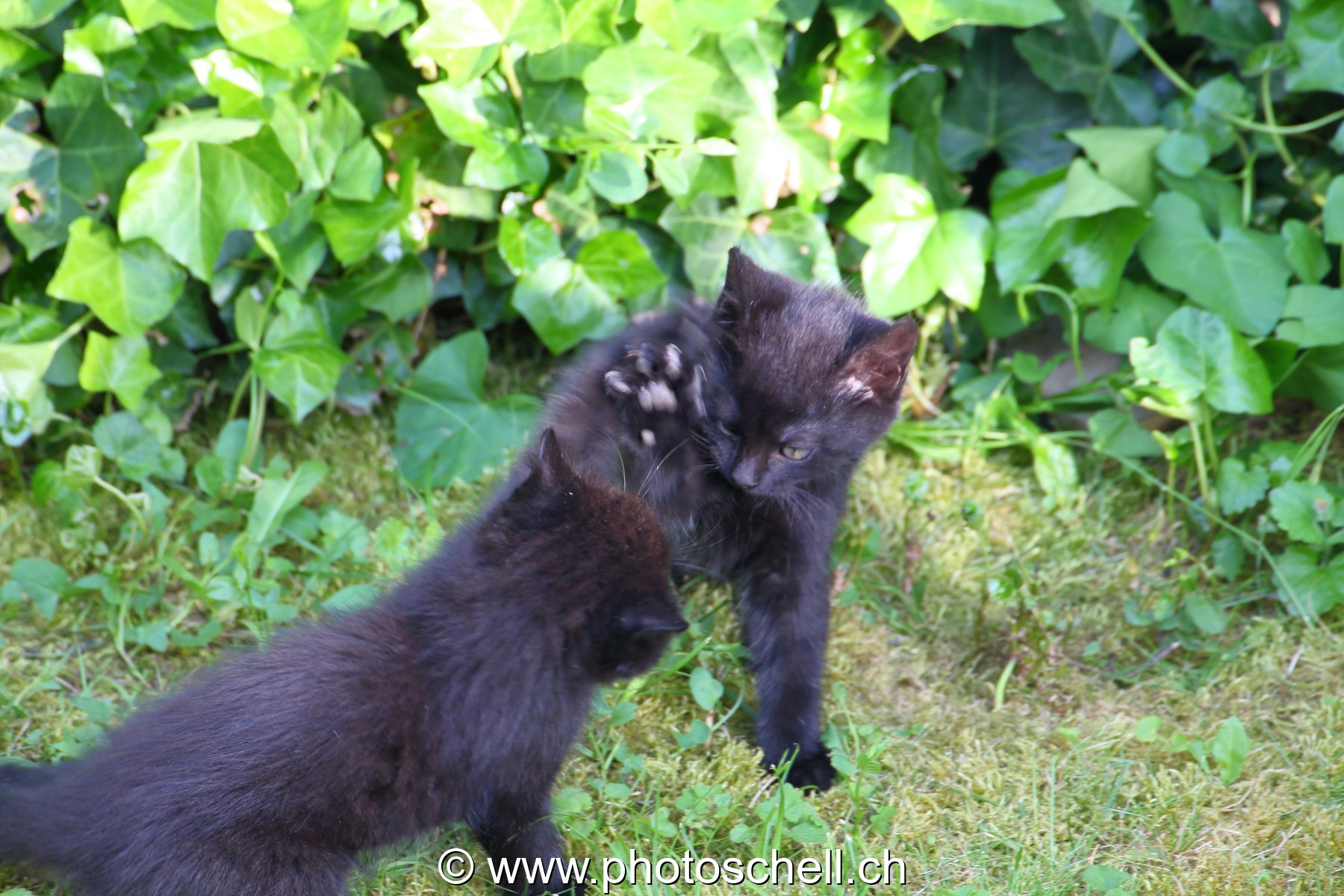 Chatons en train de jouer