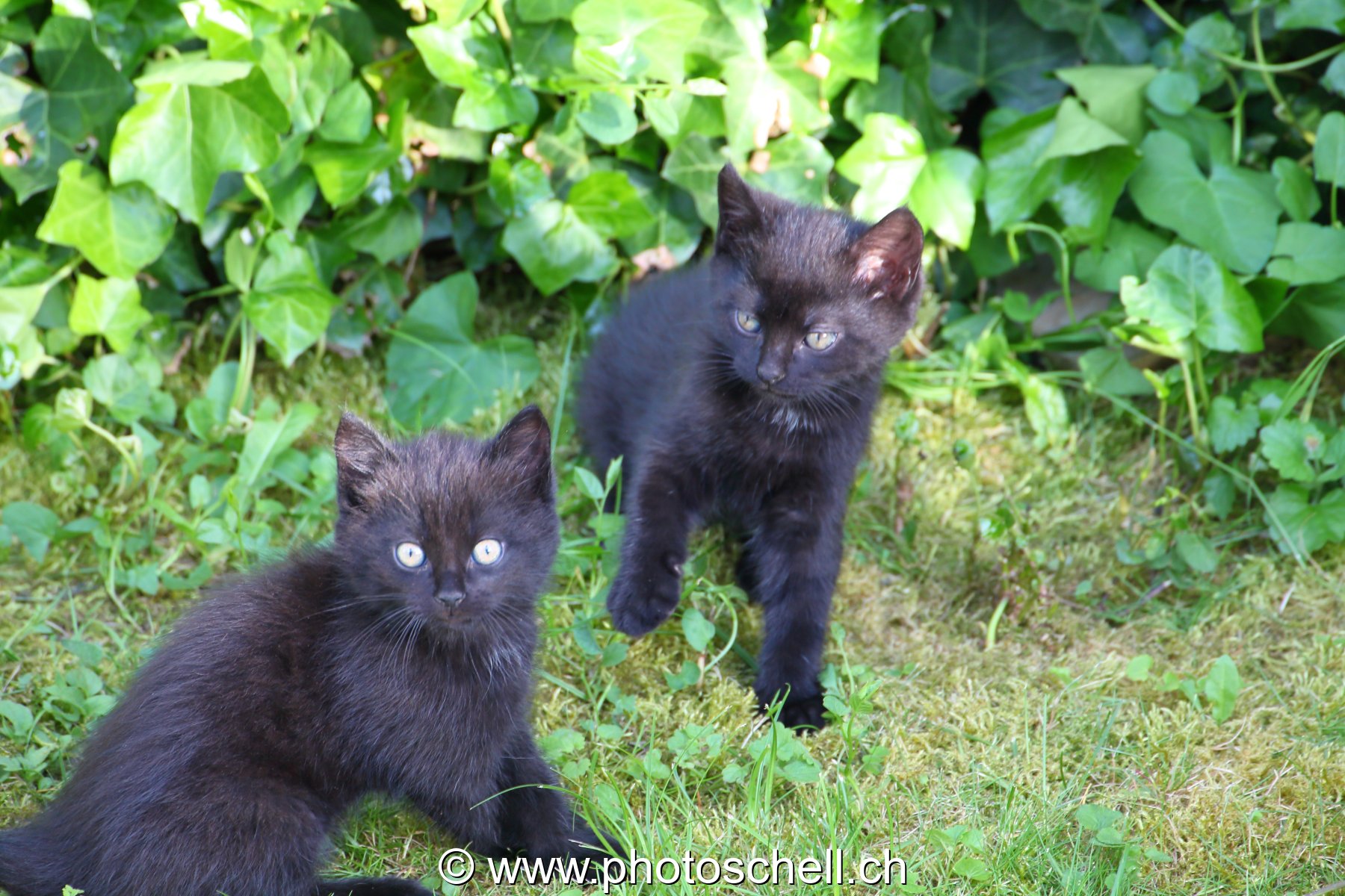 Chatons dans l'herbe