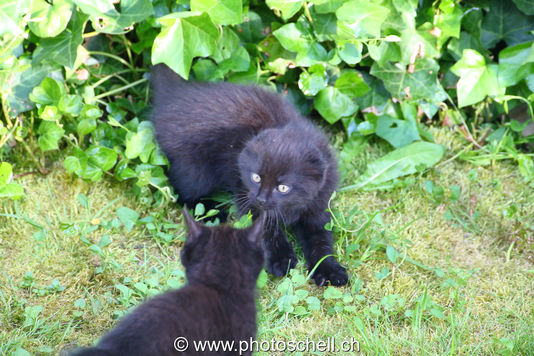Chatons en train de jouer