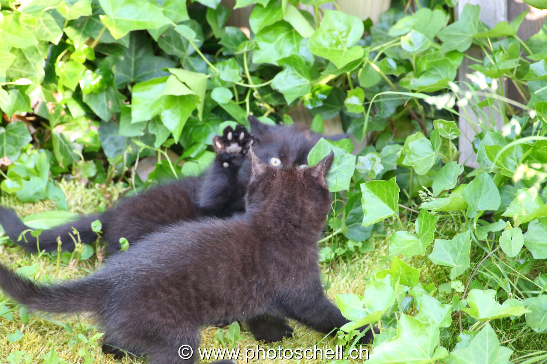 Chatons en train de jouer