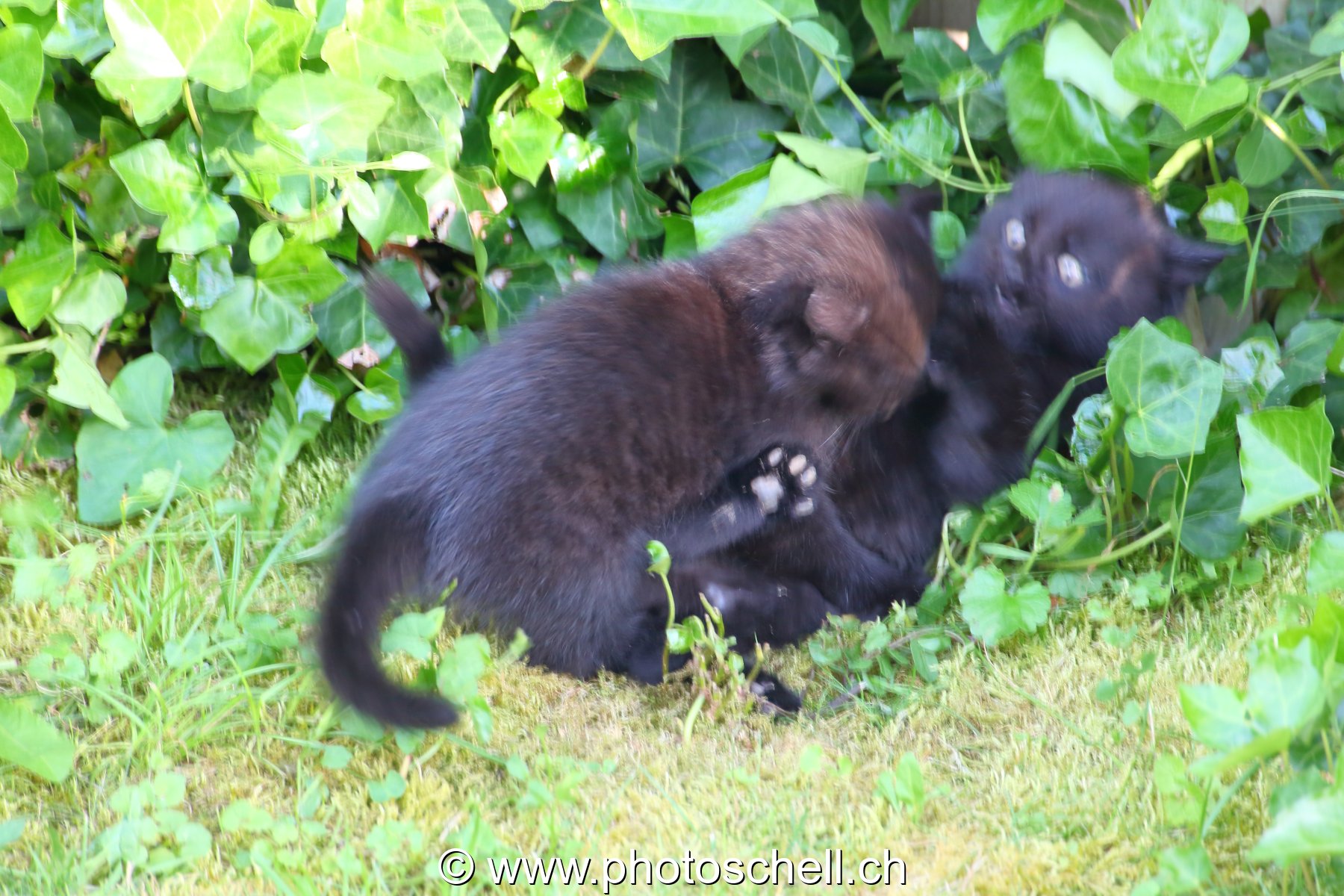 Chatons en train de jouer
