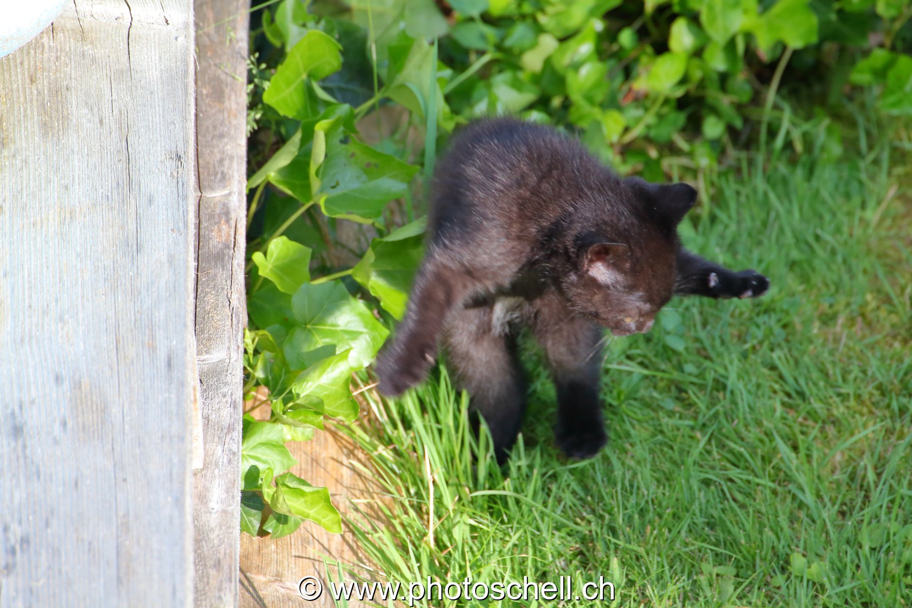 Chatons en train de jouer