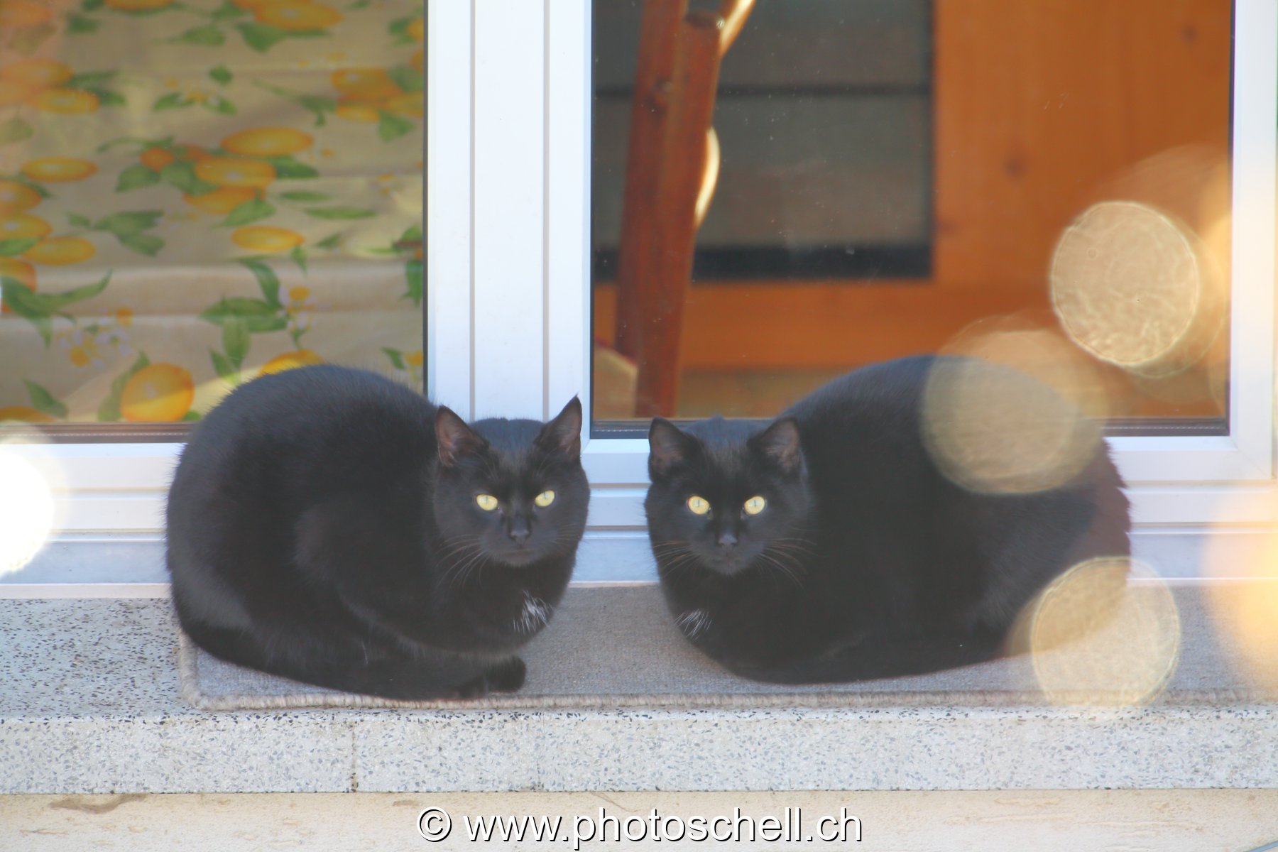 Les chatons ont grandi mais sont restés inséparables