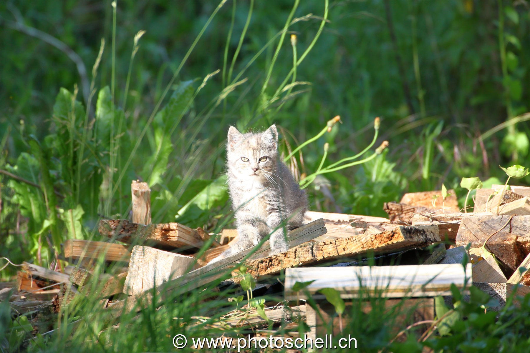 Chaton au soleil