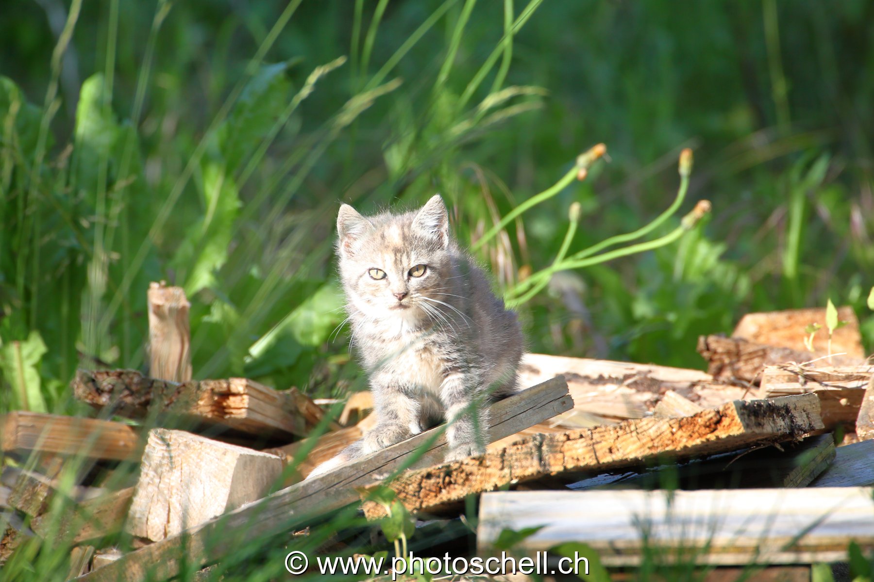 Chaton au soleil