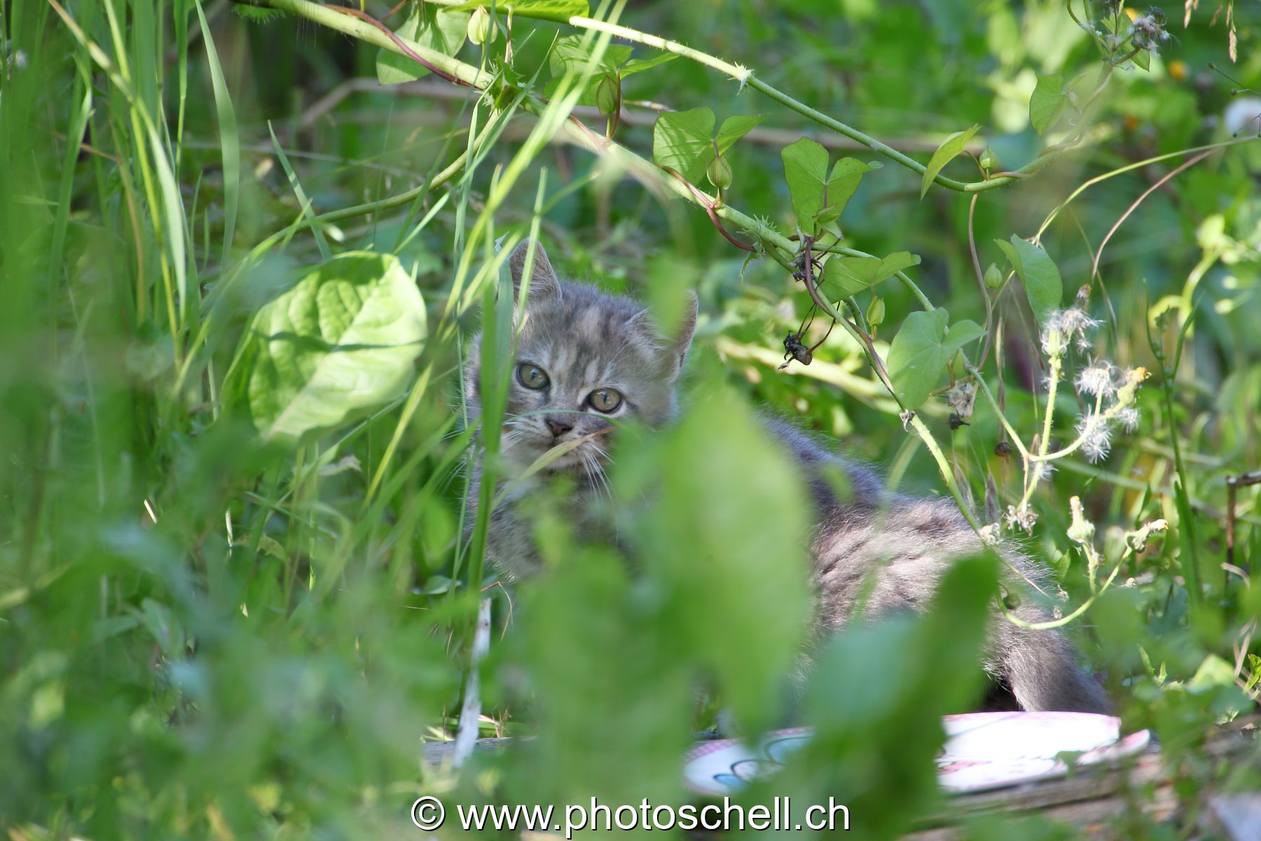 Chaton caché
