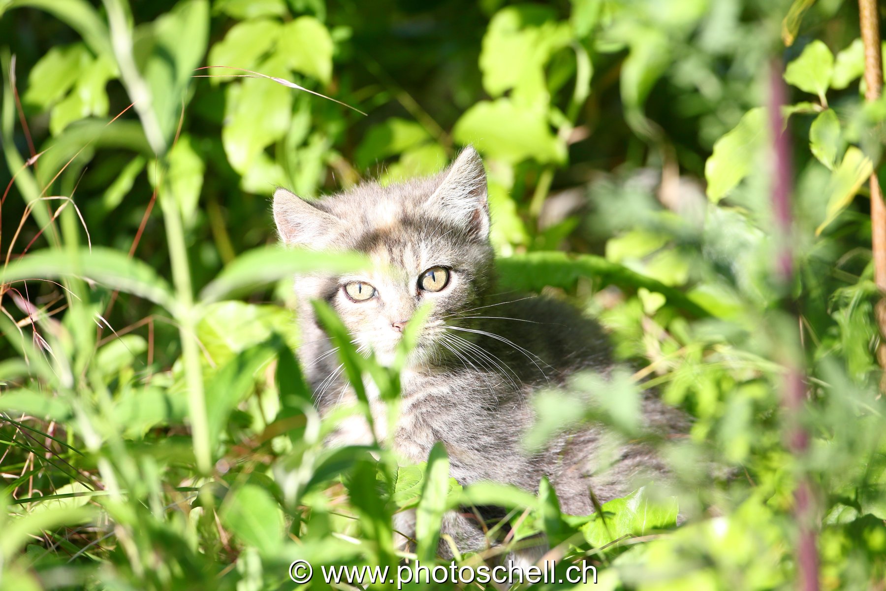 Chaton au soleil