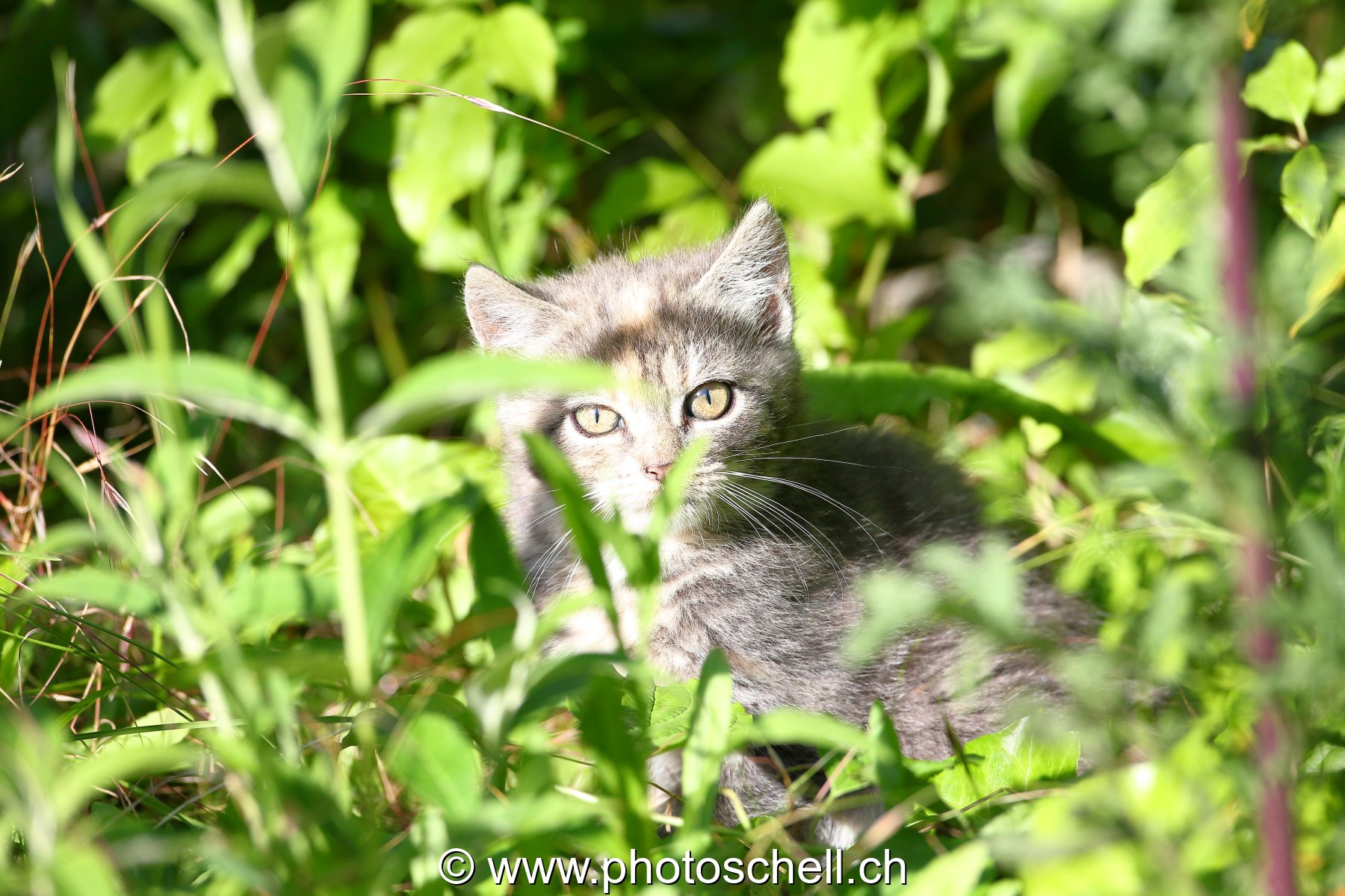 Chaton au soleil