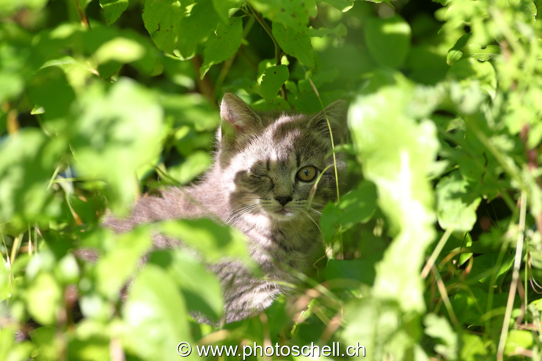 Chaton caché