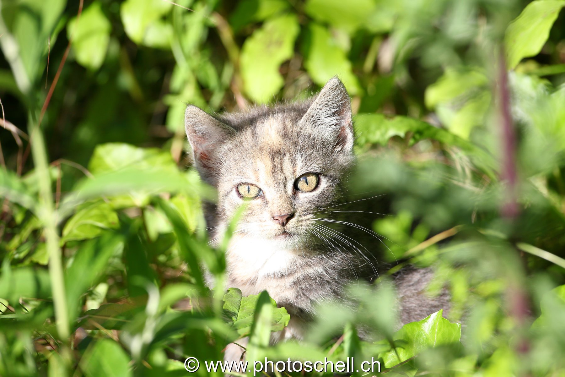 Chaton au soleil