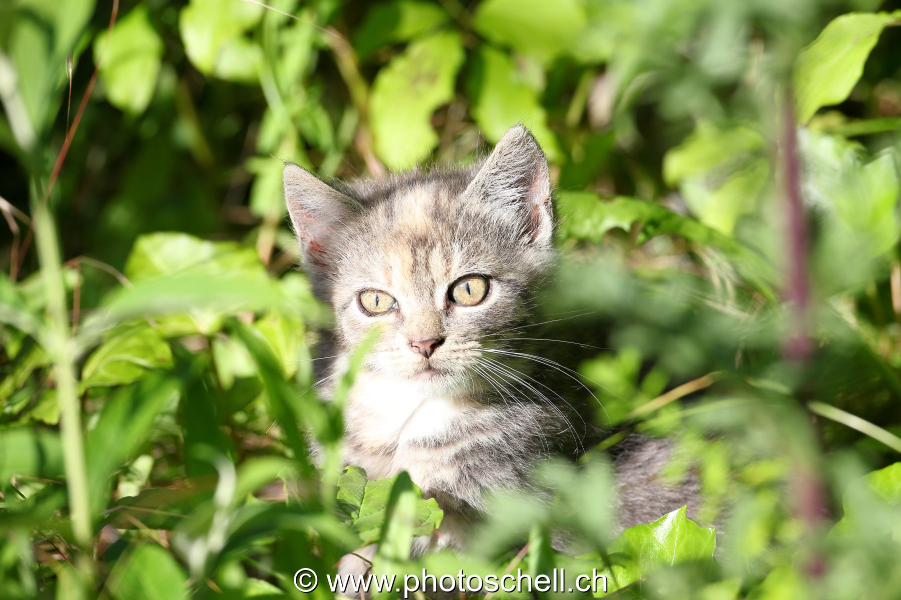 Chaton au soleil