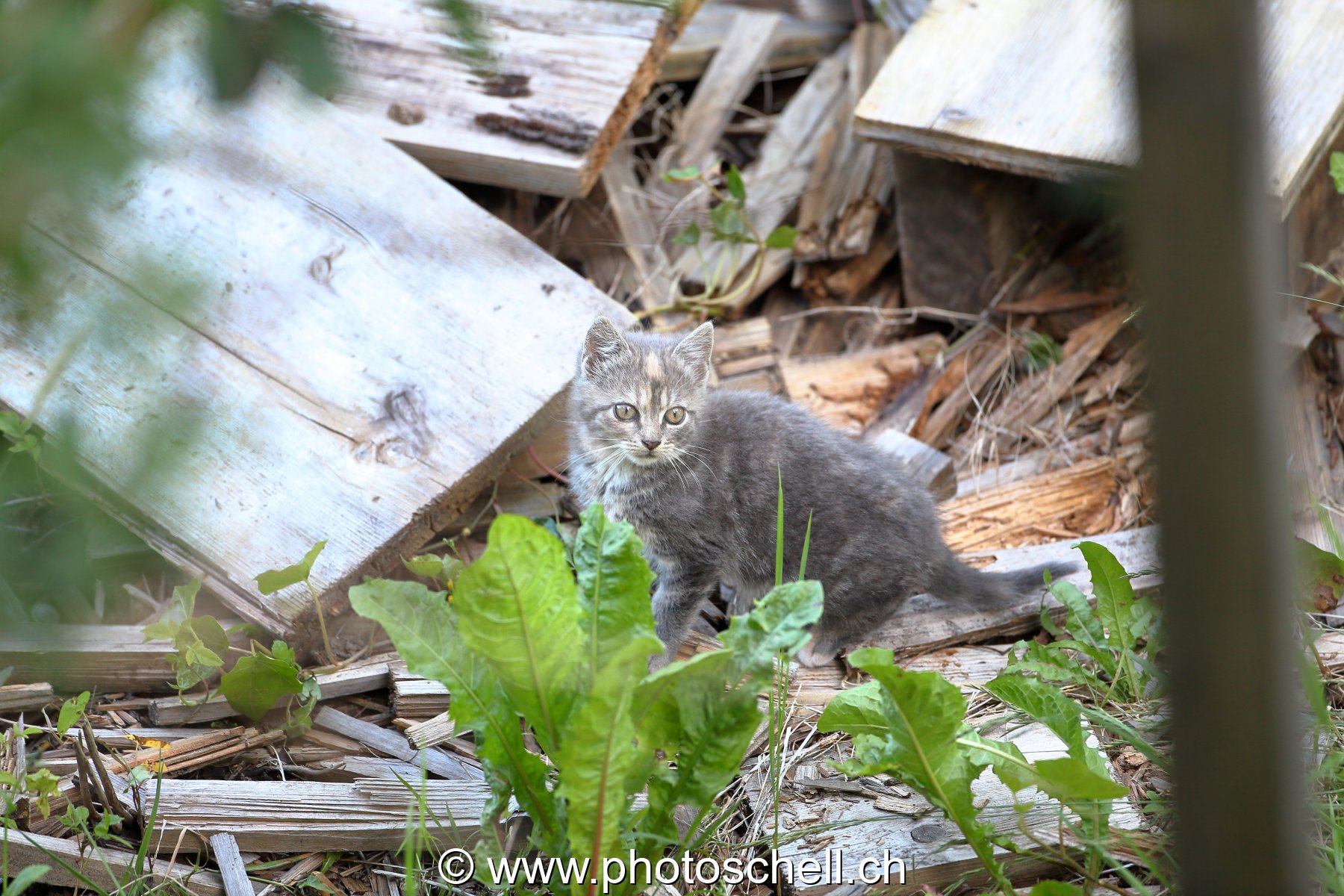Chaton apeuré