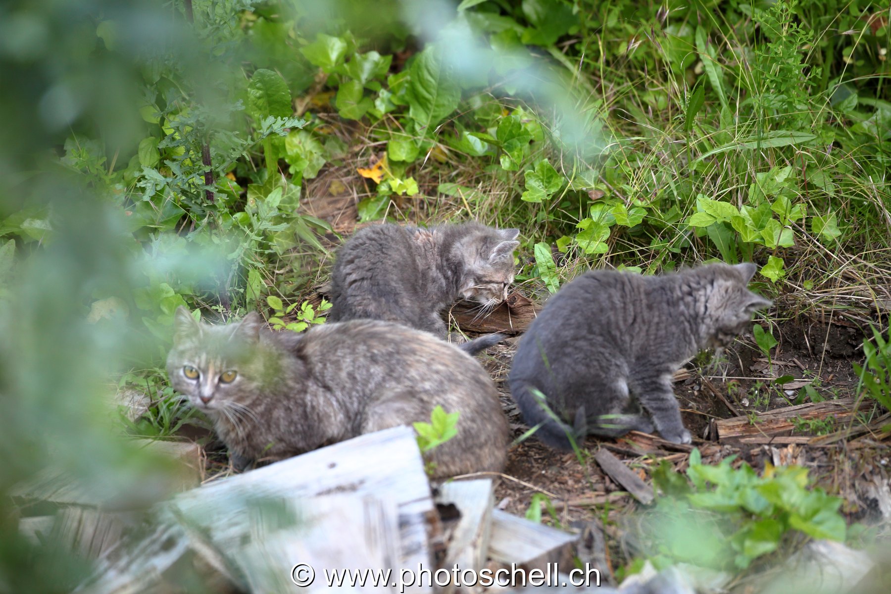 La mère avec ses deux chatons