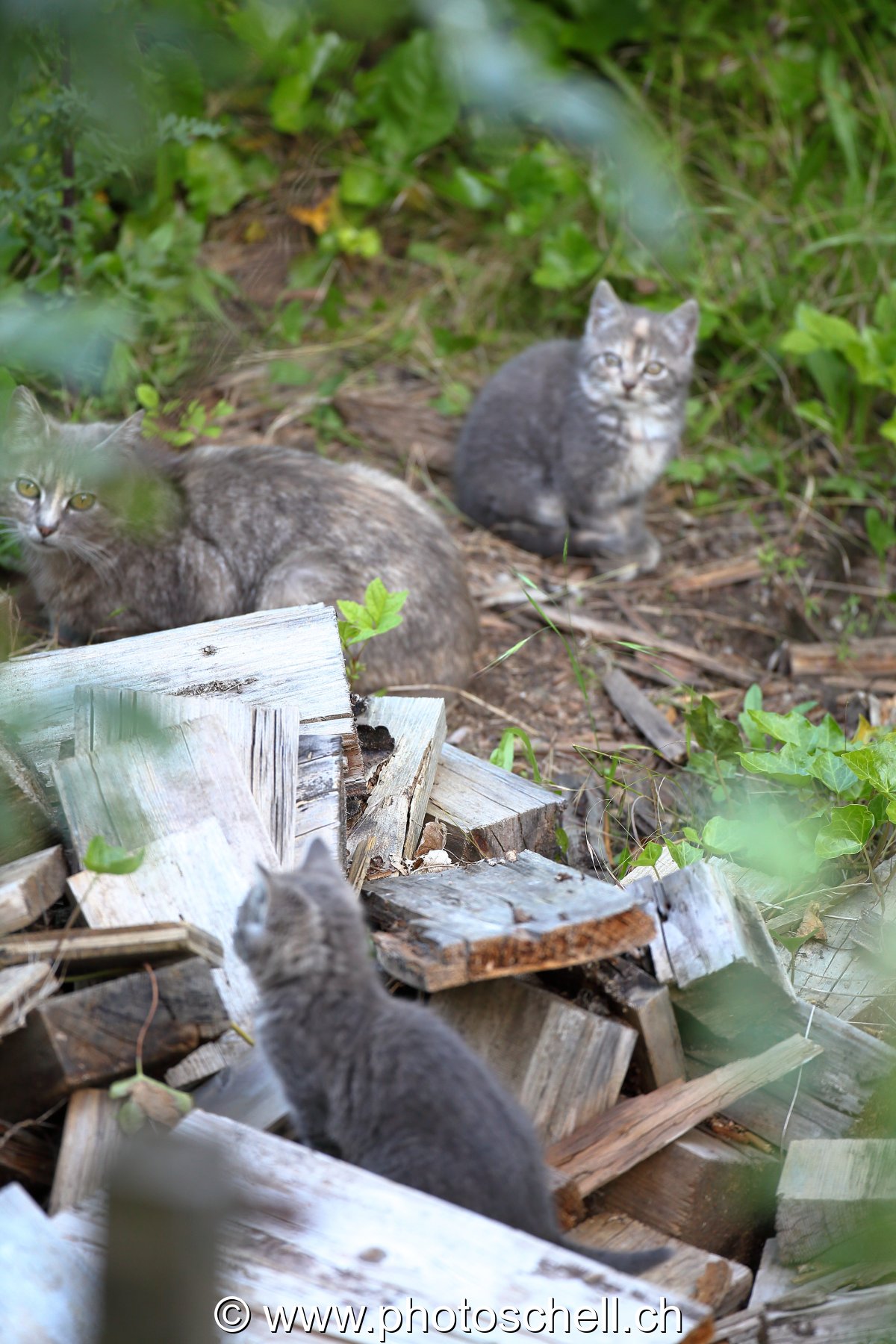 La mère avec ses deux chatons