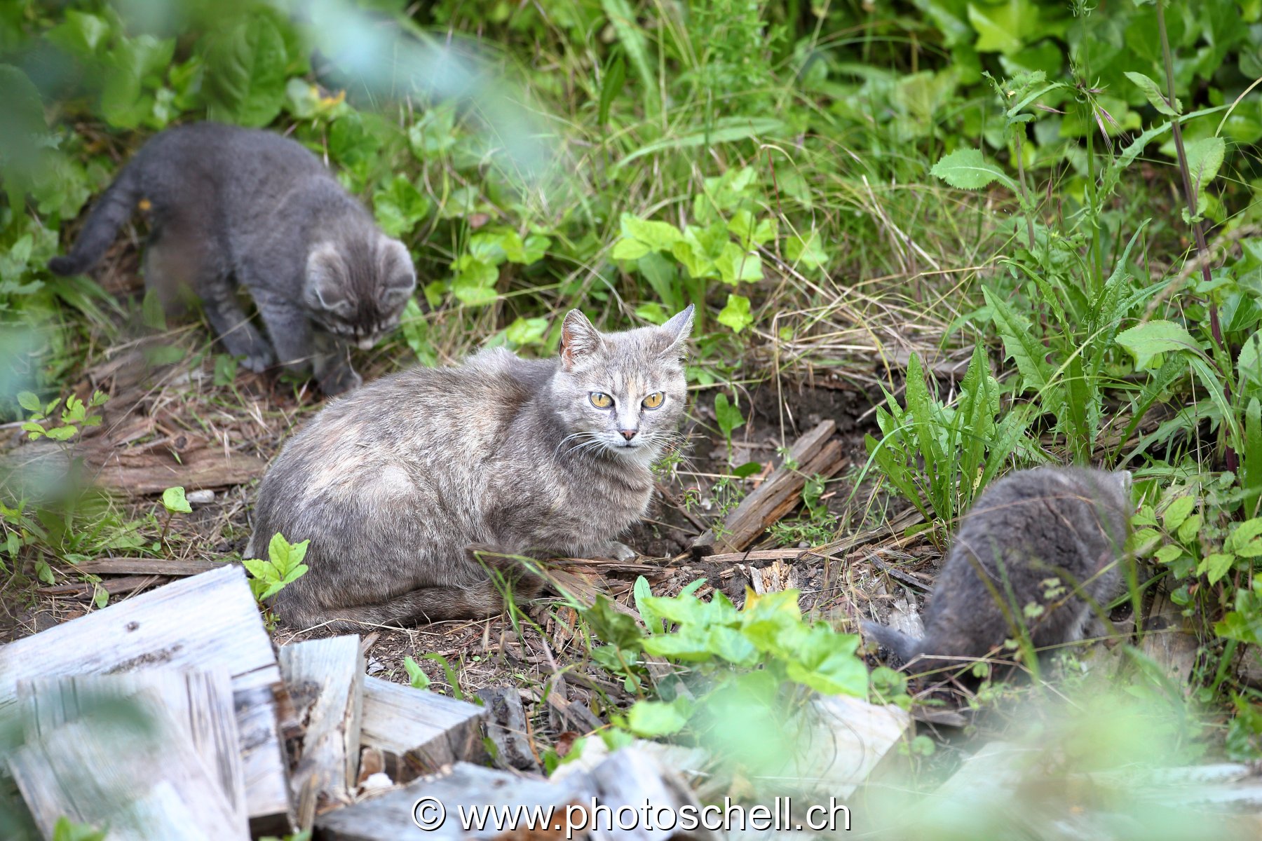 La mère avec ses deux chatons