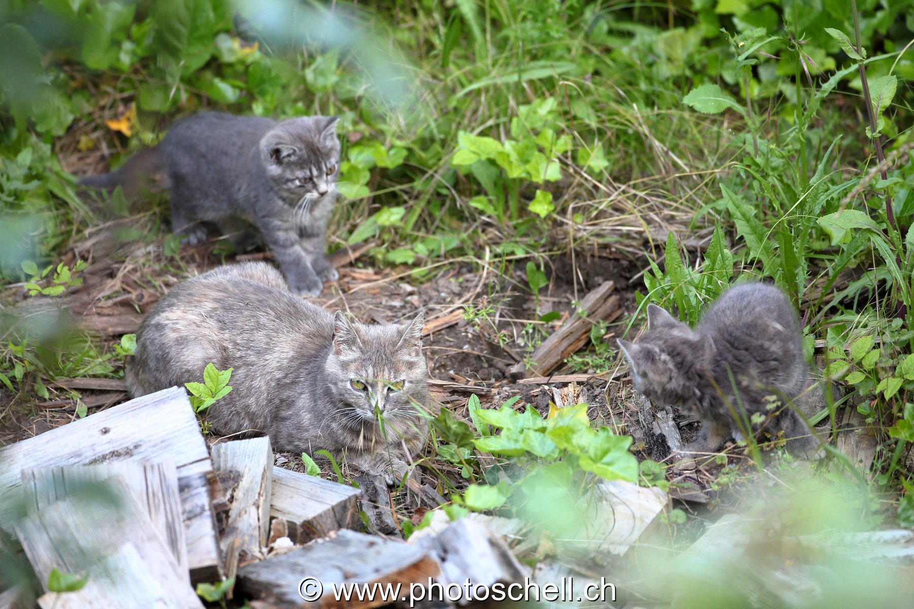 La mère avec ses deux chatons