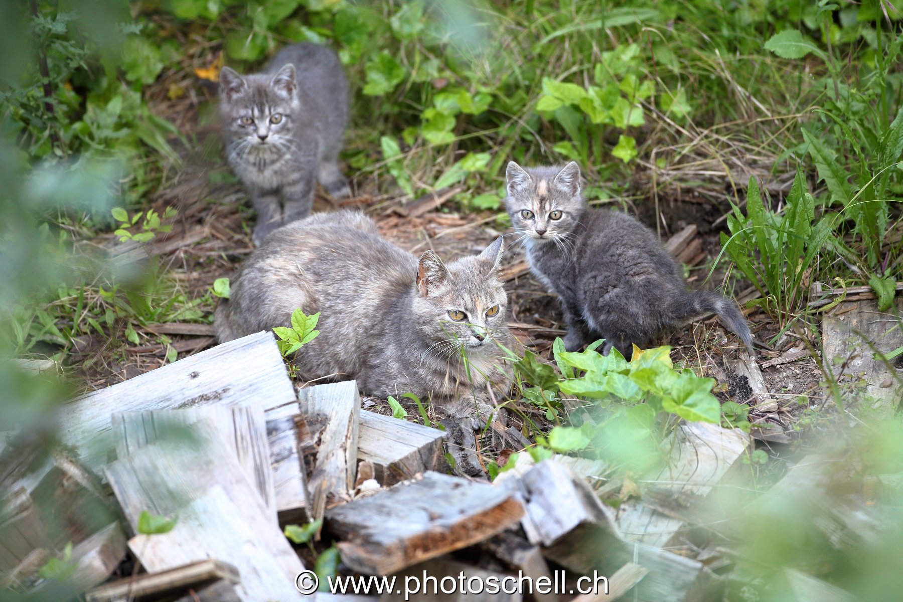La mère avec ses deux chatons