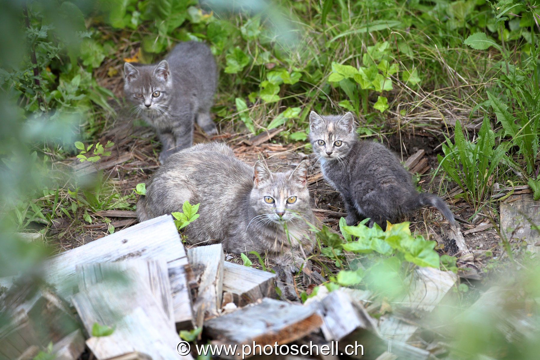 La mère avec ses deux chatons