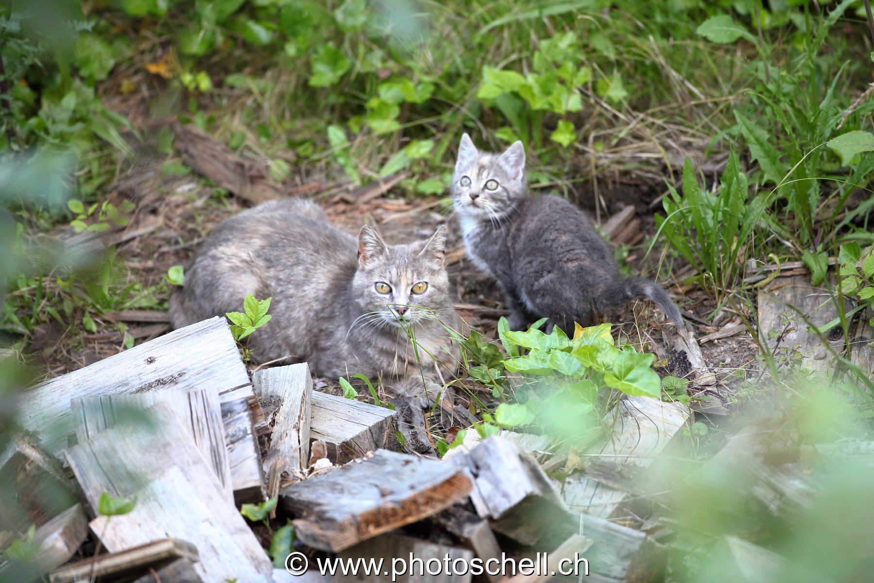 La mère avec ses deux chatons
